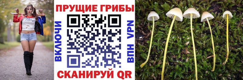 кракен как зайти  хочу   Малоархангельск  Галлюциногенные грибы Magic Shrooms 